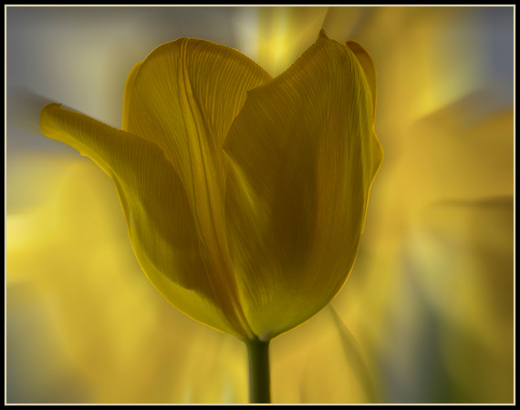 Burst of Yellow
